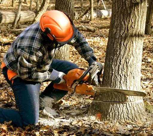 Tree Removal in Mauk, GA